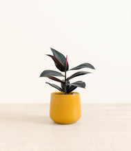 Load image into Gallery viewer, Mustard*****Profile