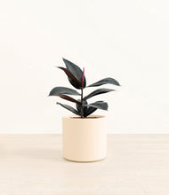 Load image into Gallery viewer, Cream*****Profile