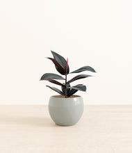 Load image into Gallery viewer, Deep Ocean*****Profile