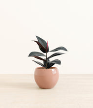 Load image into Gallery viewer, Calm Rose*****Profile