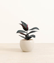 Load image into Gallery viewer, Shiny EggWhite*****Profile