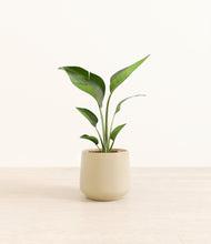 Load image into Gallery viewer, Almond Green*****Profile