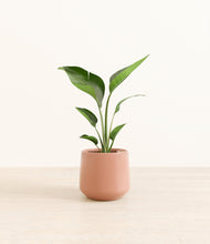 Load image into Gallery viewer, Calm Rose*****Profile