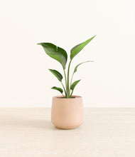 Load image into Gallery viewer, Gentle Pink*****Profile