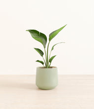 Load image into Gallery viewer, Turquoise*****Profile