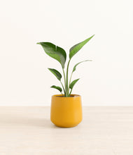 Load image into Gallery viewer, Mustard*****Profile