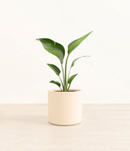 Load image into Gallery viewer, Cream*****Profile