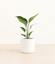 Load image into Gallery viewer, White*****Profile