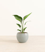 Load image into Gallery viewer, Deep Ocean*****Profile