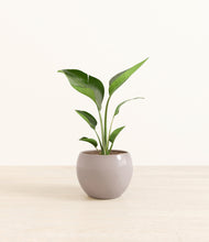 Load image into Gallery viewer, Winter Clouds*****Profile