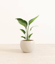 Load image into Gallery viewer, Shiny EggWhite*****Profile