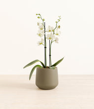 Load image into Gallery viewer, -