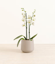 Load image into Gallery viewer, -