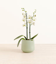 Load image into Gallery viewer, -