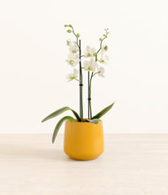 Load image into Gallery viewer, -