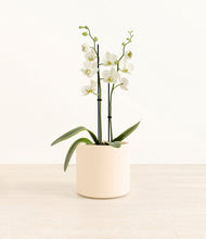 Load image into Gallery viewer, -