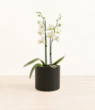 Load image into Gallery viewer, -