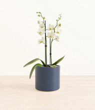 Load image into Gallery viewer, -