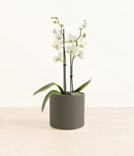 Load image into Gallery viewer, -