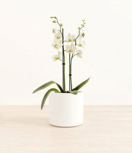 Load image into Gallery viewer, -