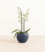 Load image into Gallery viewer, -