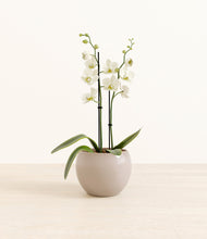 Load image into Gallery viewer, -