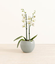 Load image into Gallery viewer, -