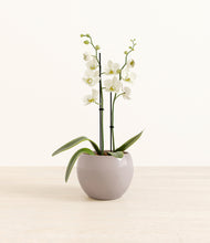 Load image into Gallery viewer, -