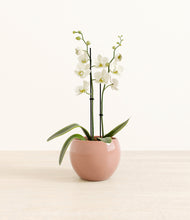 Load image into Gallery viewer, -