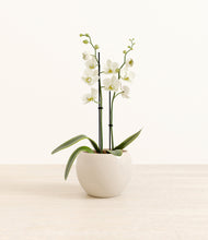 Load image into Gallery viewer, -