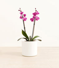 Load image into Gallery viewer, White*****Profile