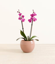 Load image into Gallery viewer, Calm Rose*****Profile