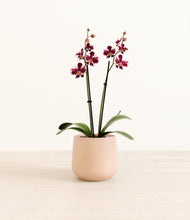 Load image into Gallery viewer, Gentle Pink*****Profile