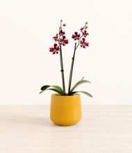 Load image into Gallery viewer, Mustard*****Profile