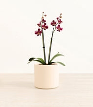 Load image into Gallery viewer, Cream*****Profile