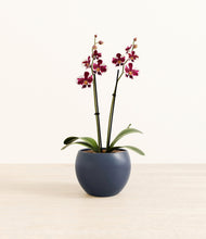 Load image into Gallery viewer, Deep Navy*****Profile