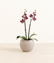 Load image into Gallery viewer, Desert Brown*****Profile