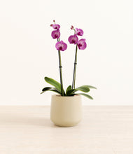 Load image into Gallery viewer, Almond Green*****Profile