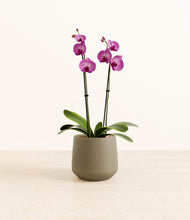 Load image into Gallery viewer, Olive*****Profile