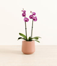 Load image into Gallery viewer, Calm Rose*****Profile