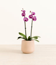 Load image into Gallery viewer, Gentle Pink*****Profile