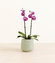 Load image into Gallery viewer, Turquoise*****Profile