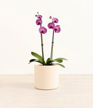 Load image into Gallery viewer, Cream*****Profile