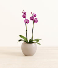 Load image into Gallery viewer, Desert Brown*****Profile