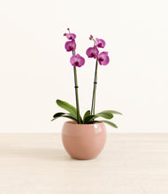 Load image into Gallery viewer, Calm Rose*****Profile