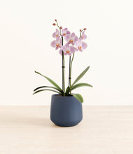 Load image into Gallery viewer, -