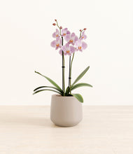 Load image into Gallery viewer, -