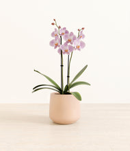 Load image into Gallery viewer, -