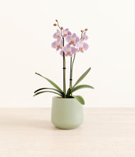 Load image into Gallery viewer, -