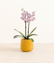 Load image into Gallery viewer, -